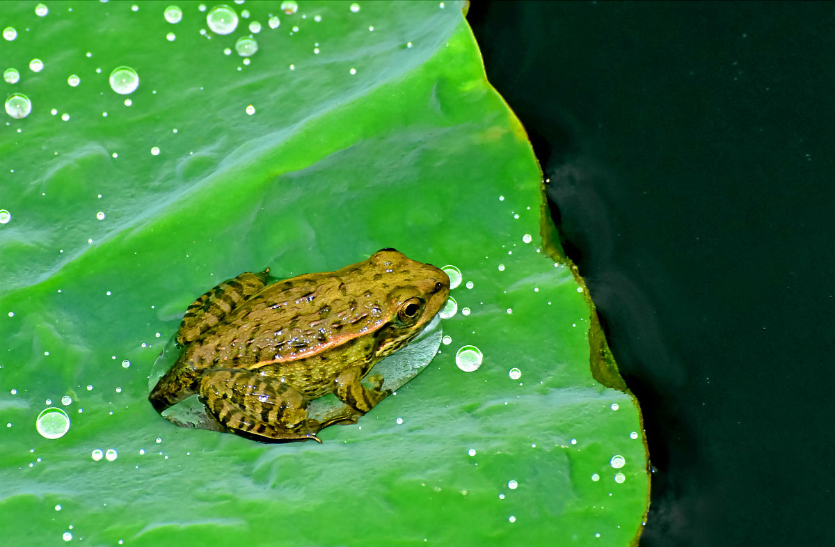 拟人句：荷叶上的青蛙歌唱家