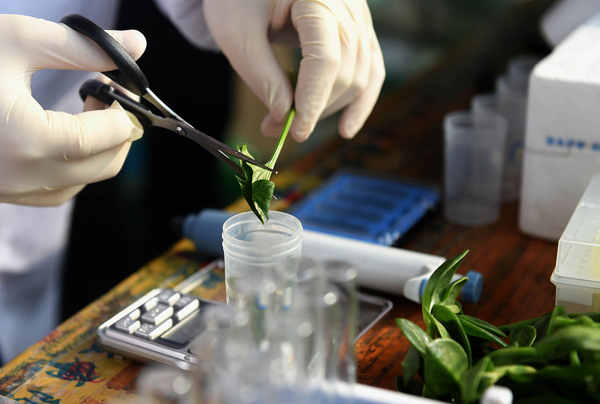 有关辐照降解菊花农药残留的论文