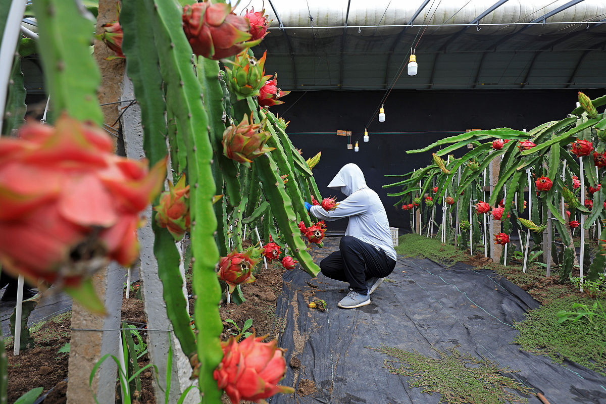 火龙果种植基地参观心得：环境、土壤、管理，揭秘热带水果的生长奥秘