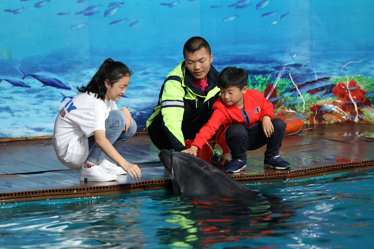 难忘的海豚表演：一次奇妙的动物园之旅