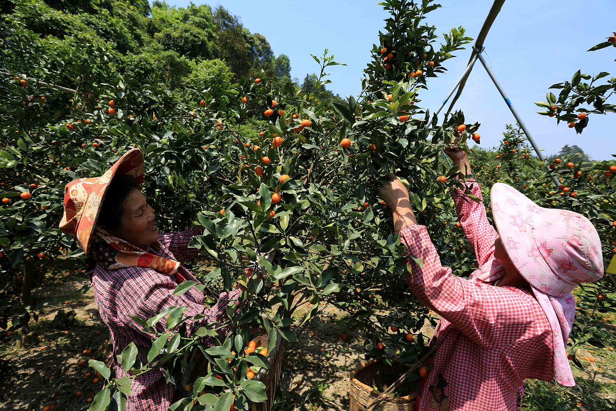 请围绕灌阳县反映砂糖桔果园弃管问题需要引起重视报送信息一则。从农业产业、环境保护、经济发展等方面阐述该问题的严重性并提出解决方案。近年来灌阳县砂糖桔果园弃管问题日益严重给当地农业产业、环境保护和经济发展带来了严重的影响。首先砂糖桔是灌阳县的重要农产品之一果园弃管导致果树枯死、果实无法收获严重影响当地农民的收入。其次弃管果园的荒芜和垃圾堆积不仅污染了环境还成为了病虫害的温床给周边果园带来了风险。最后