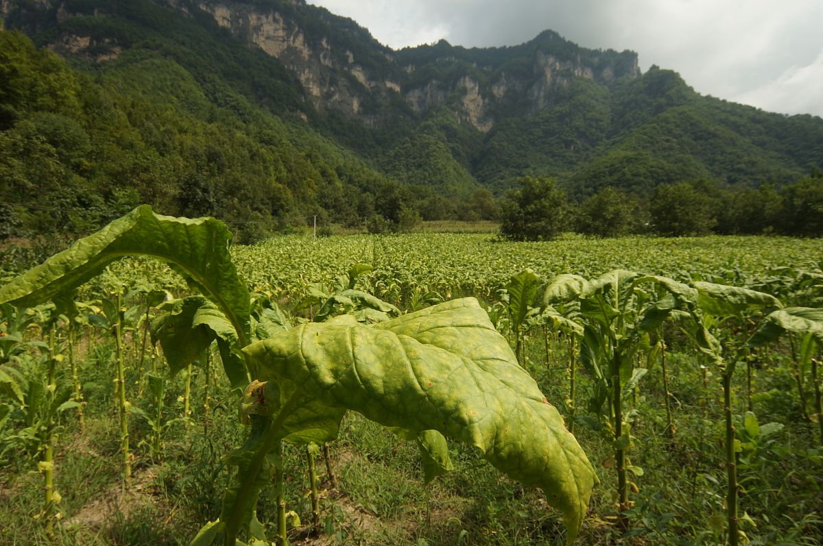 烟草一体化平台详细内容