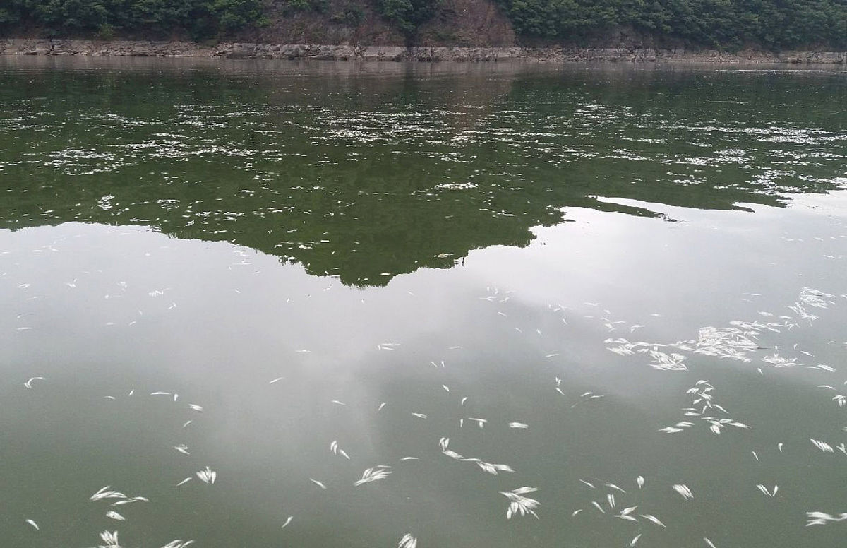 当地时间2018年8月10日,韩国沃川郡,韩国极端高温持续,第三大人工湖大
