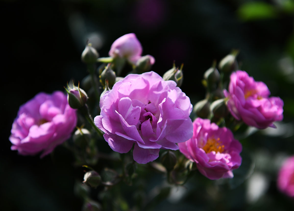 芬芳宝石月季优缺点芬芳宝石月季花期管理1500字