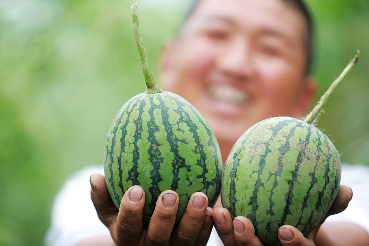 有籽西瓜 vs 无籽西瓜：栽培技术要点对比