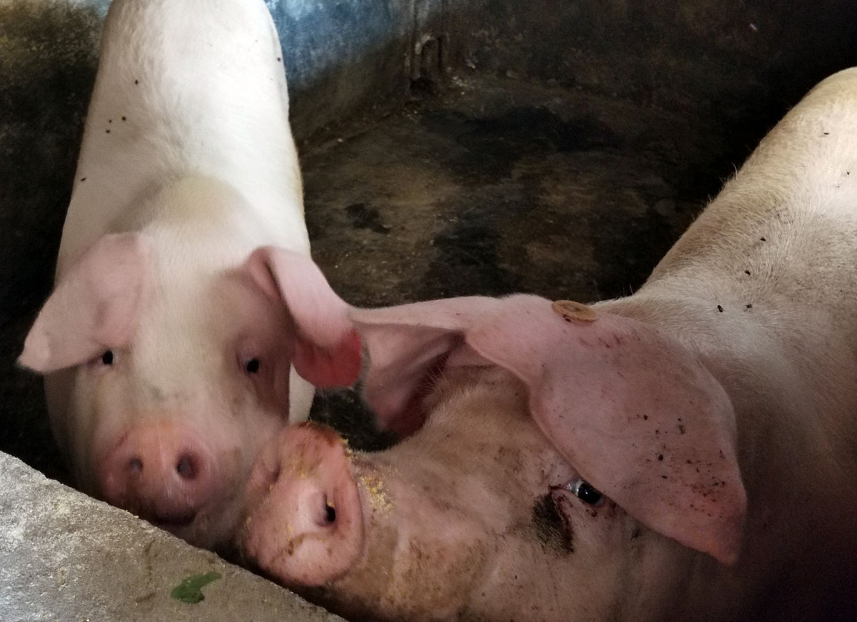 醉猪怀孕记：一把手和猪的奇葩故事！