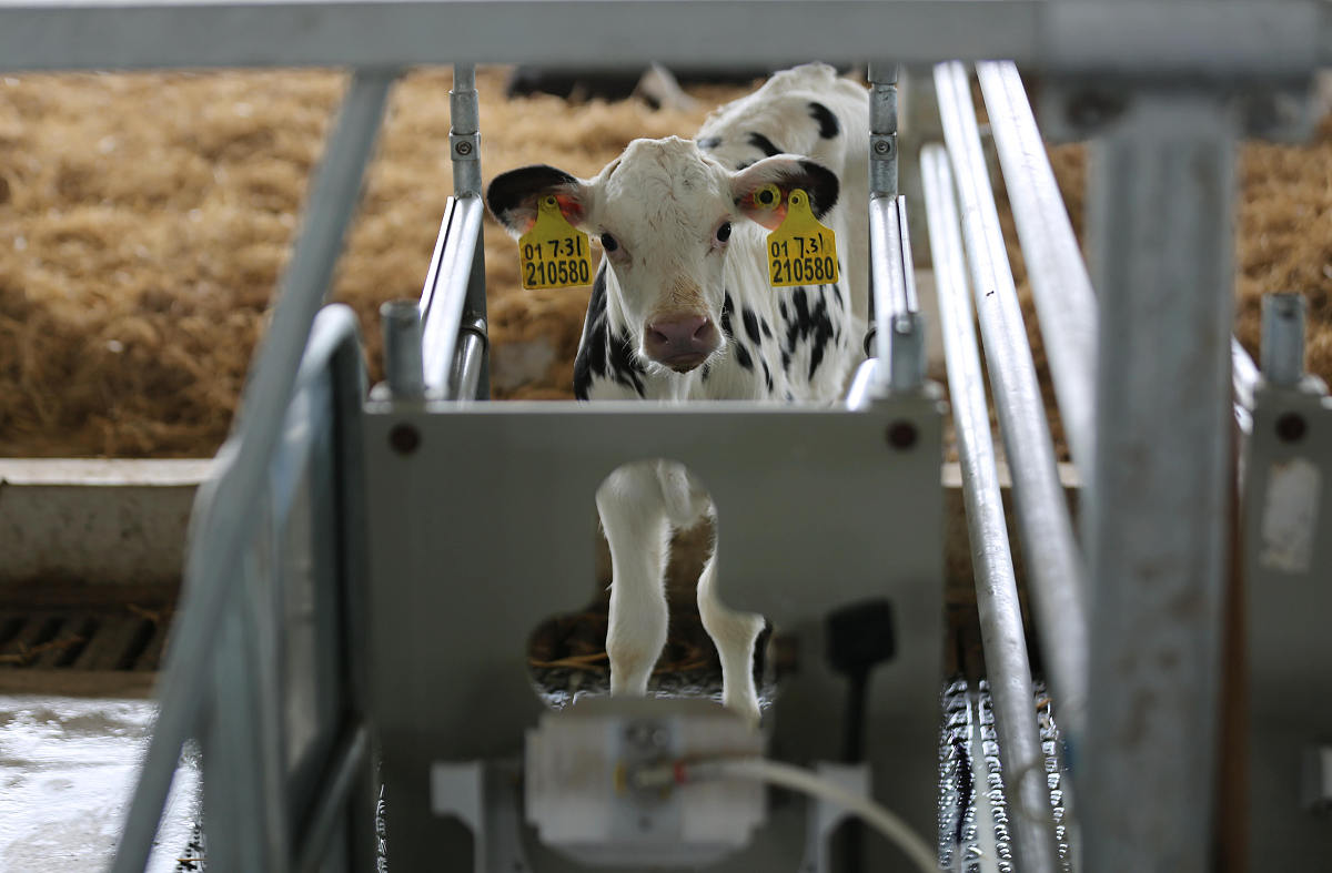 犊牛新蛔虫病：病原特征、危害与防治