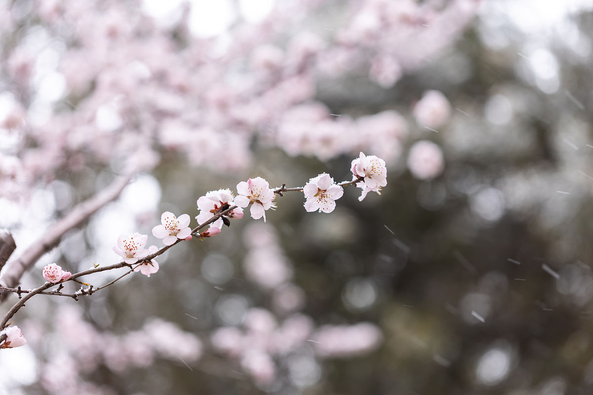 雨打梨花深闭门：一句诗词感悟青春流逝