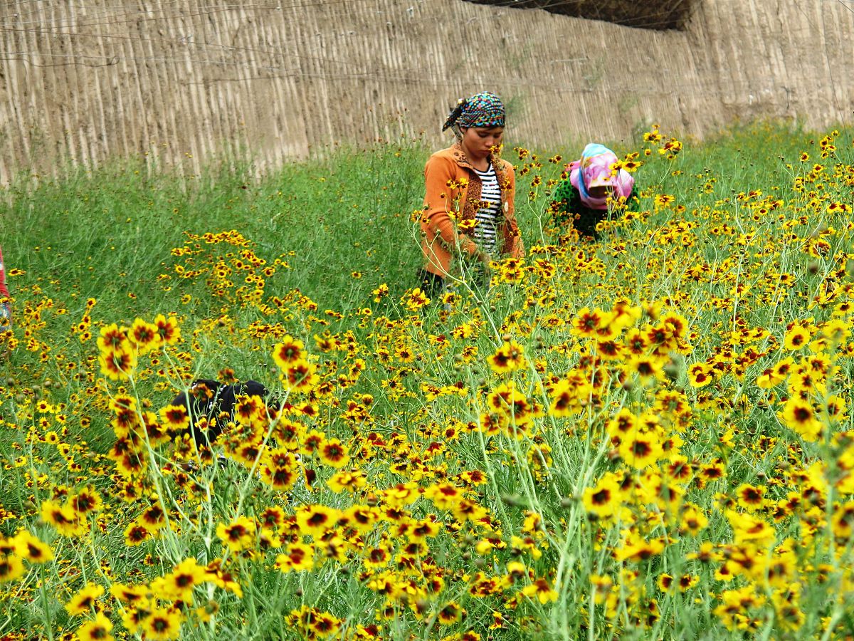2012年5月20日,新疆吐鲁番市艾丁湖乡两名维吾尔族姑娘在日光温室大棚