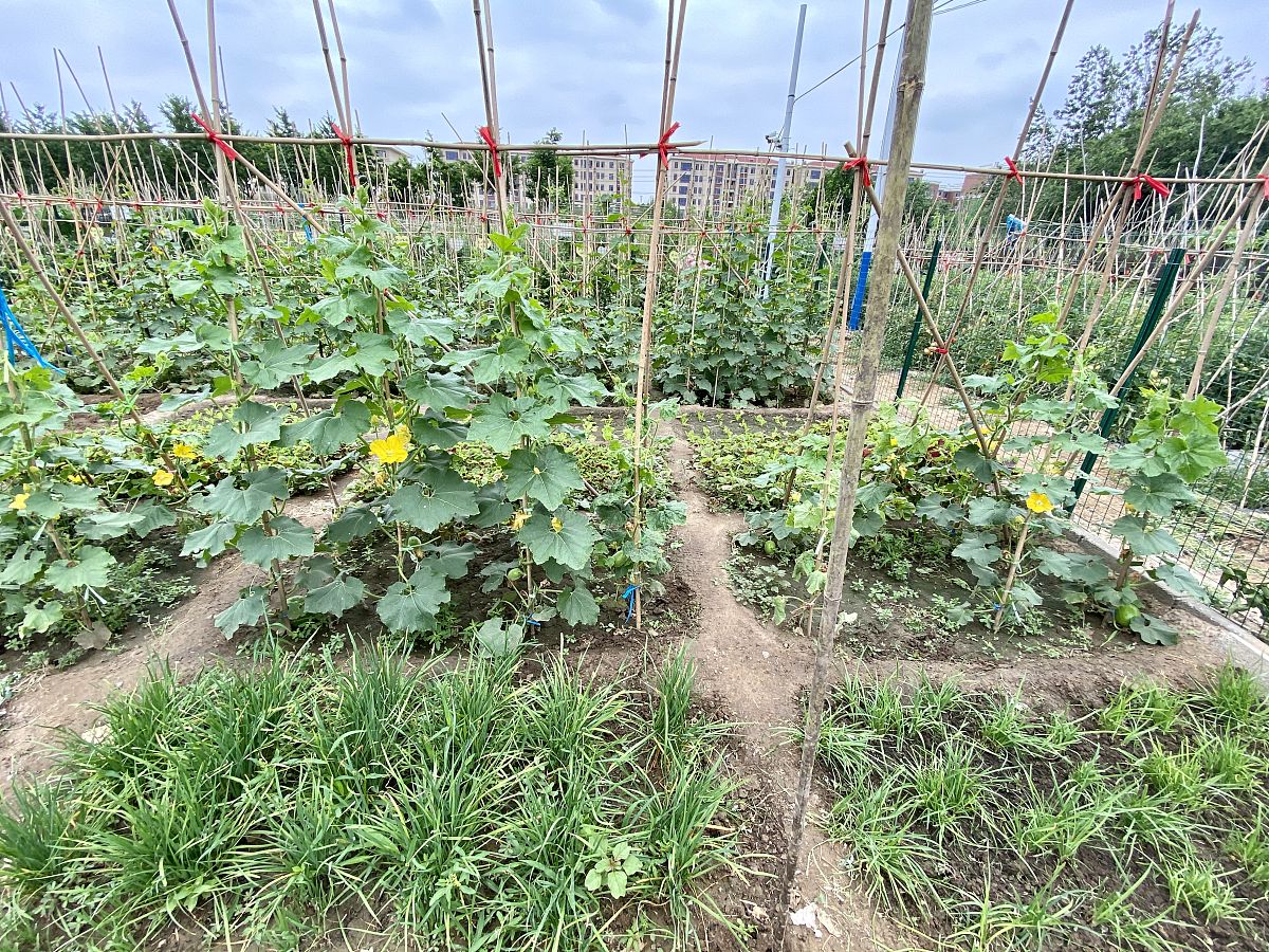 草莓藤蔓的处理方法：修剪、固定、移植、清理