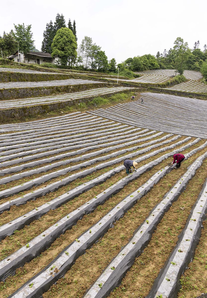延安市宝塔区鼠害防治现状调研报告