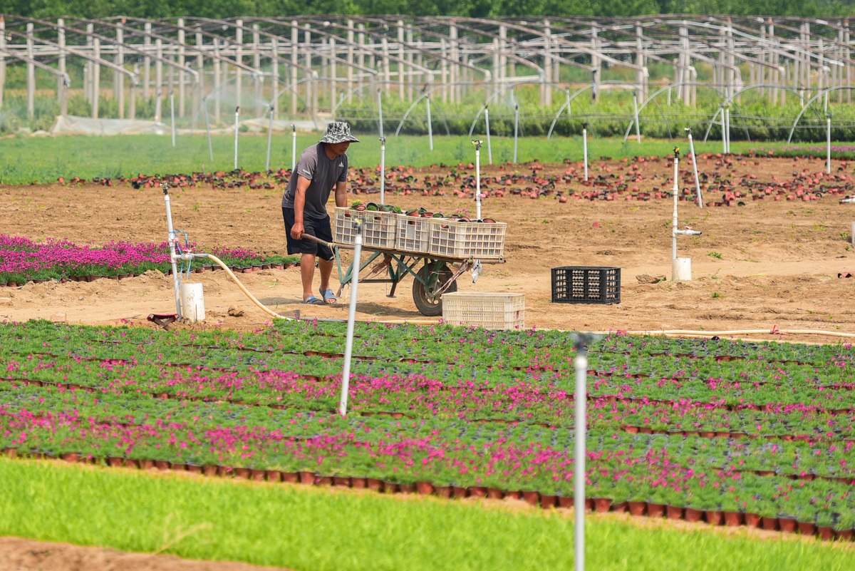 融合成一段话：可打造花卉产业集群和产业园区发挥企业、基地、农户的优势形成企业+合作社+基地+农户的紧密合作模式并建立租金+薪金+股金利益联结机制将农村闲置资源转化为助推农民增收的资源。打造特色花卉产业小镇发挥花卉产业的辐射带动作用拉动旅游业的发展带动周边乡镇发展花卉产业实现农民增收致富和平稳创业的目标。提升鲜切花生产设施加强知识产权的研发和人才培育引进通过科技创新以科技助农三部曲实现带农增收推动产