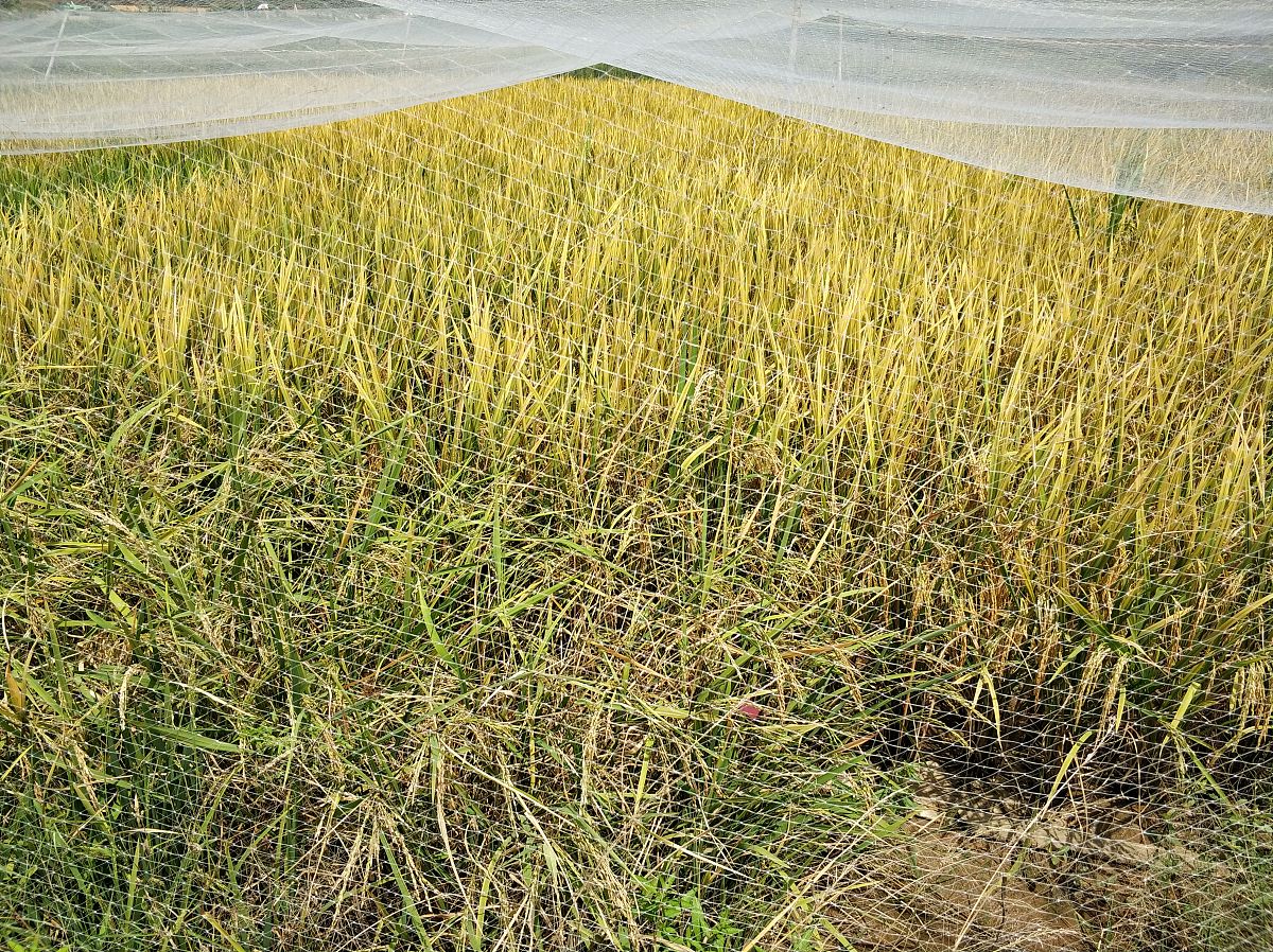 水稻催芽箱|水稻种子催芽调节控温箱|提高发芽率