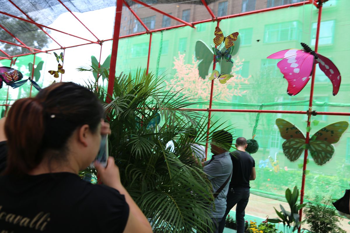 夏季昆虫展预热中敬请期待