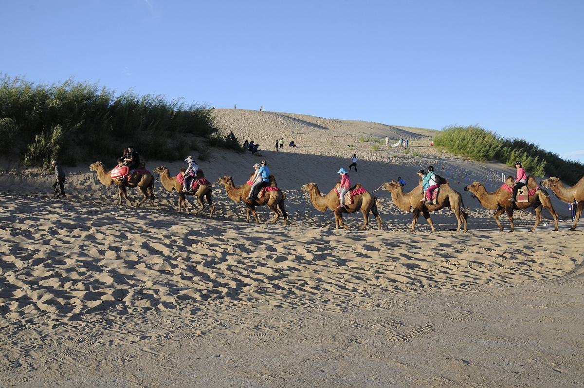 骆驼配合运动员训练