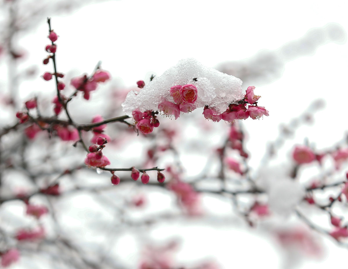 山顶傲雪，梅花战士的坚韧之美