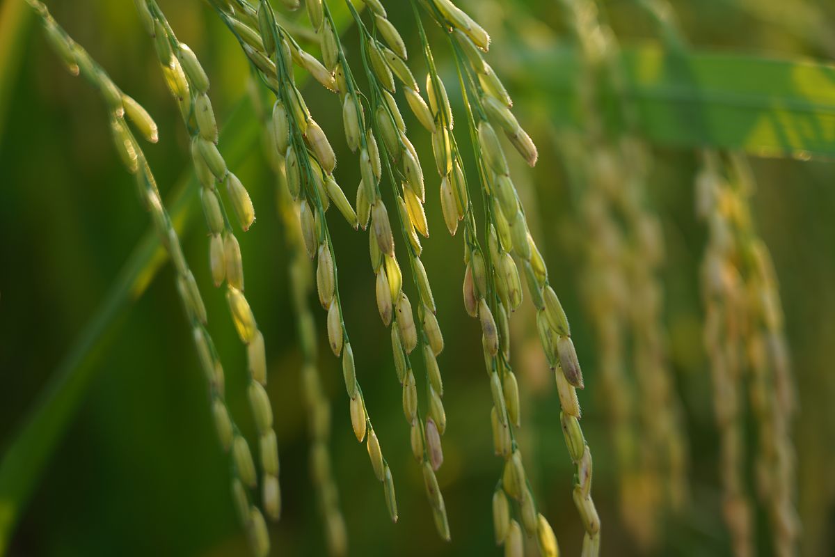 杂交水稻父母本是什么节目回答+拓展。