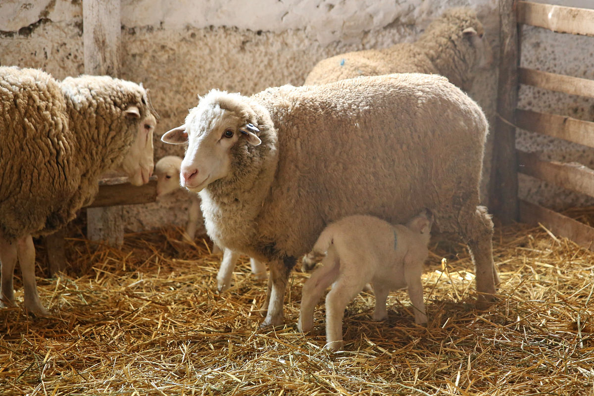 鸡舍环境检测系统研究论文：资源查找指南
