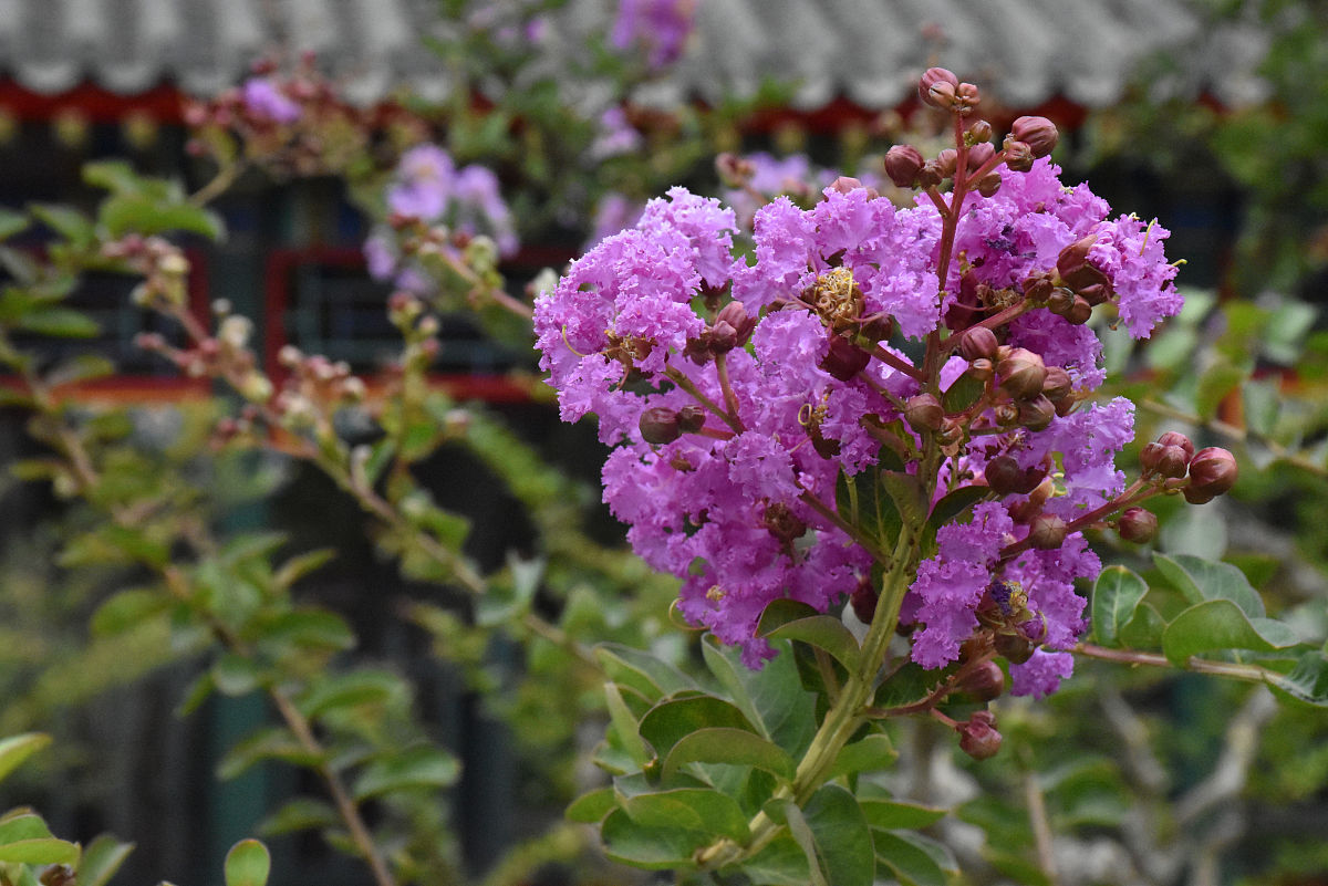 紫色成语大全：10个带“紫”的成语，你知道几个？