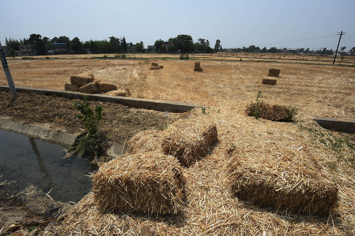 新型秸秆饲料加工技术：牛羊增重更环保