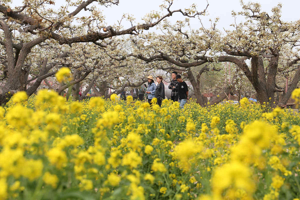 河北永年铜花母在哪里回答+拓展