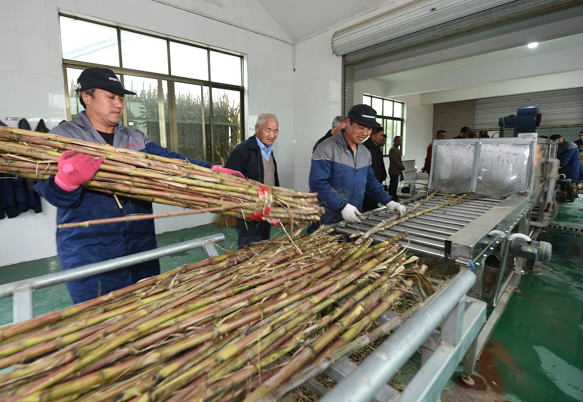 云南省轻工业学校甘蔗制糖工艺专业招生：培养制糖人才，掌握核心技术