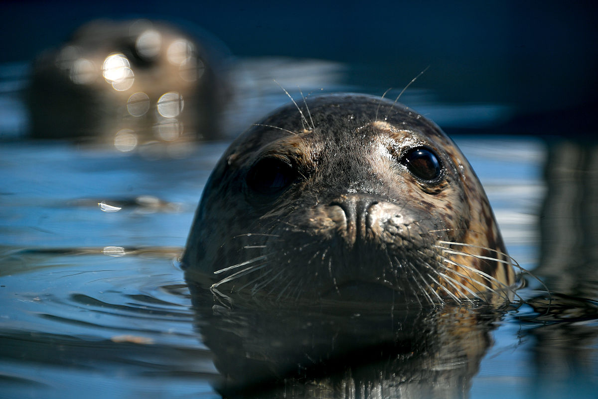 2022年日照市海洋工程学校招生简章：专业、计划、报名时间等