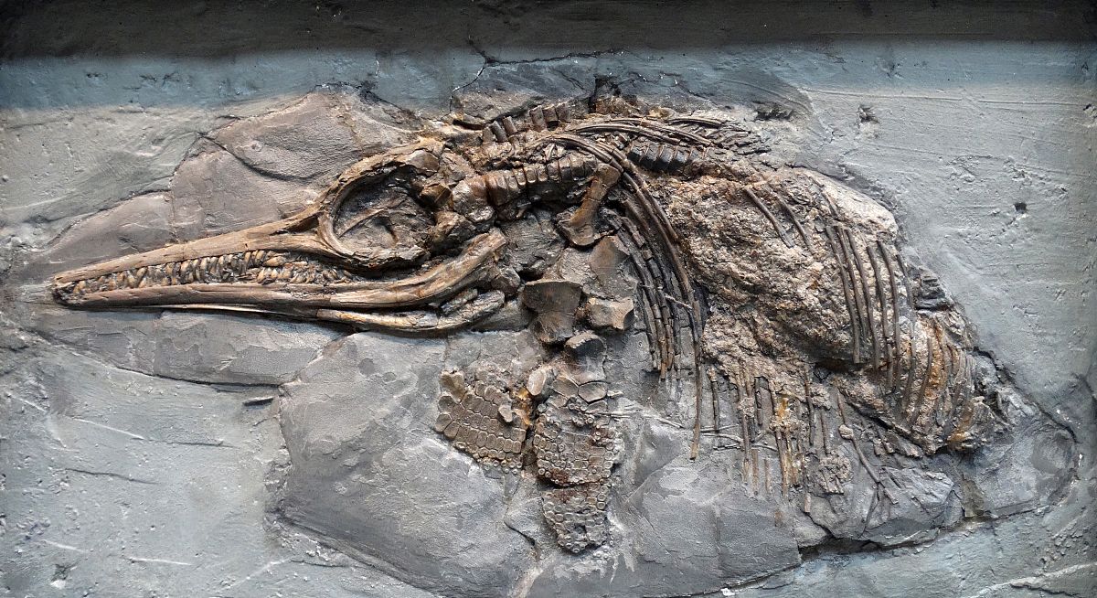 ichthyosaurus (conybeare) genus of ichthyosaurs from the late tr