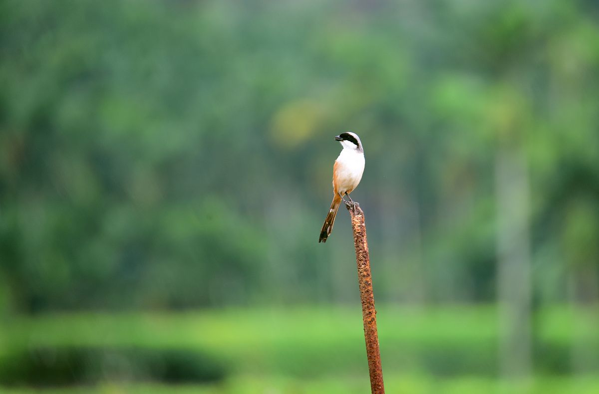大自然的奇妙声音：鸟鸣、风声与生命力
