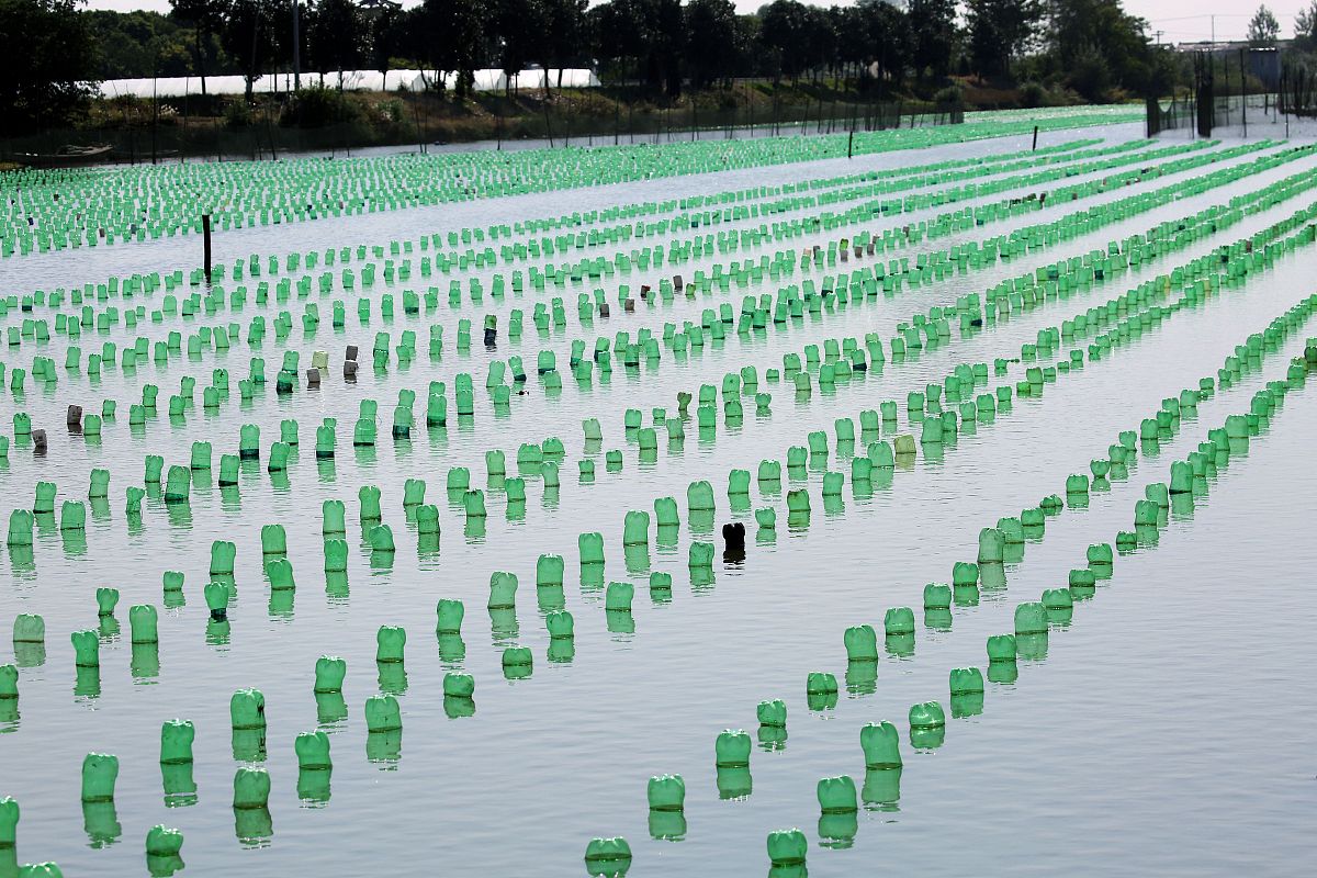 虾蛏混养降低水体铵盐，蓝藻硅藻丰度上升：吊瓶实验结果分析