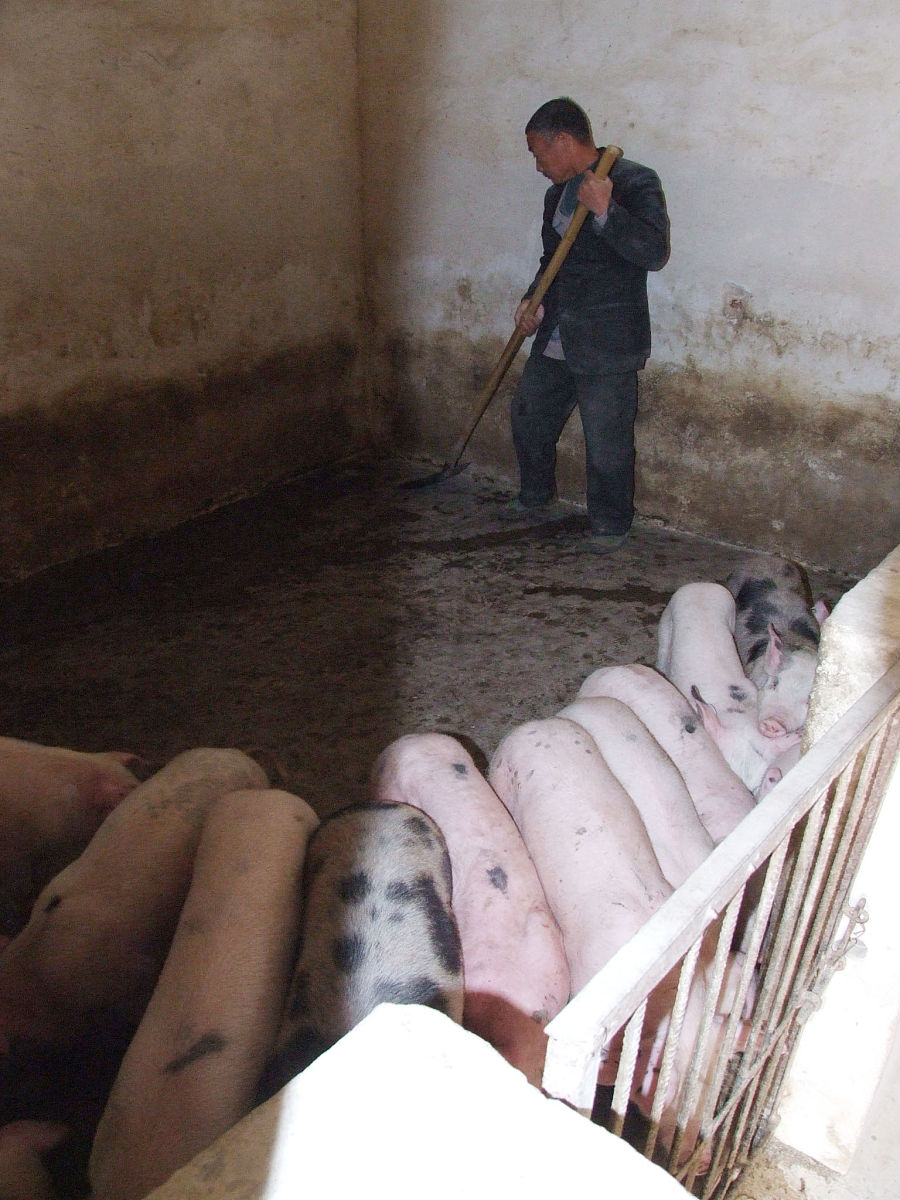 根据下面内容写一篇500个字文章3月23日河南郑州。00后女孩毕业后进猪场养猪在社交平台晒出了自己的养猪日常。小杨出生于2001年平时也是一个精致的女孩毕业之后她选择了到养猪场做一名保育员做起了养猪的工作。小杨说虽然这里的环境相对其他工作可能会差一些当时她在这里工作的很开心没有太多的压力工作也做得得心应手她喜欢这份工作成了一名真正的猪猪女孩。