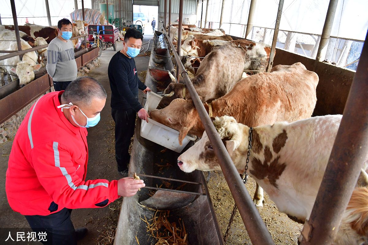 犊牛新蛔虫病的防治措施研究现状的文献综述写作中中不能抄袭他人原文不少于。