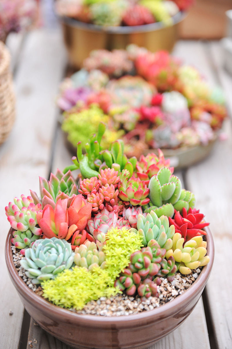 多肉的养殖方法和浇水400字