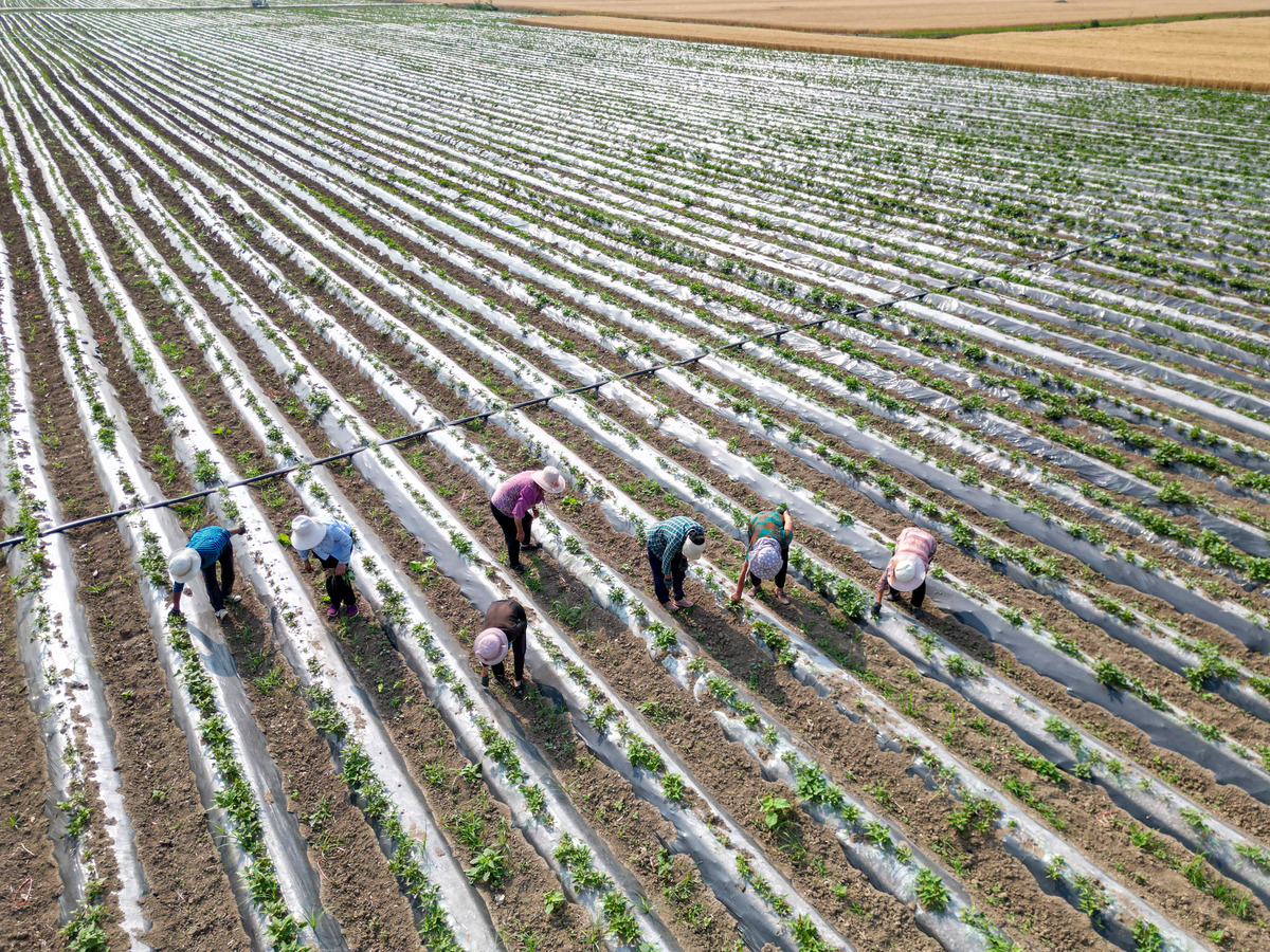 棉花科学施肥指南：提高产量，健康生长