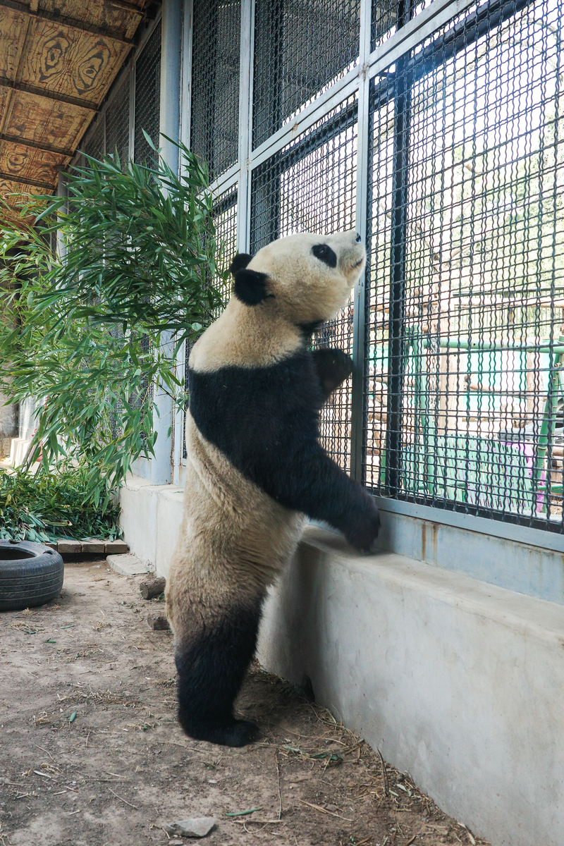 大熊猫双胞胎萌宝萌玉为什么不分开回答+拓展