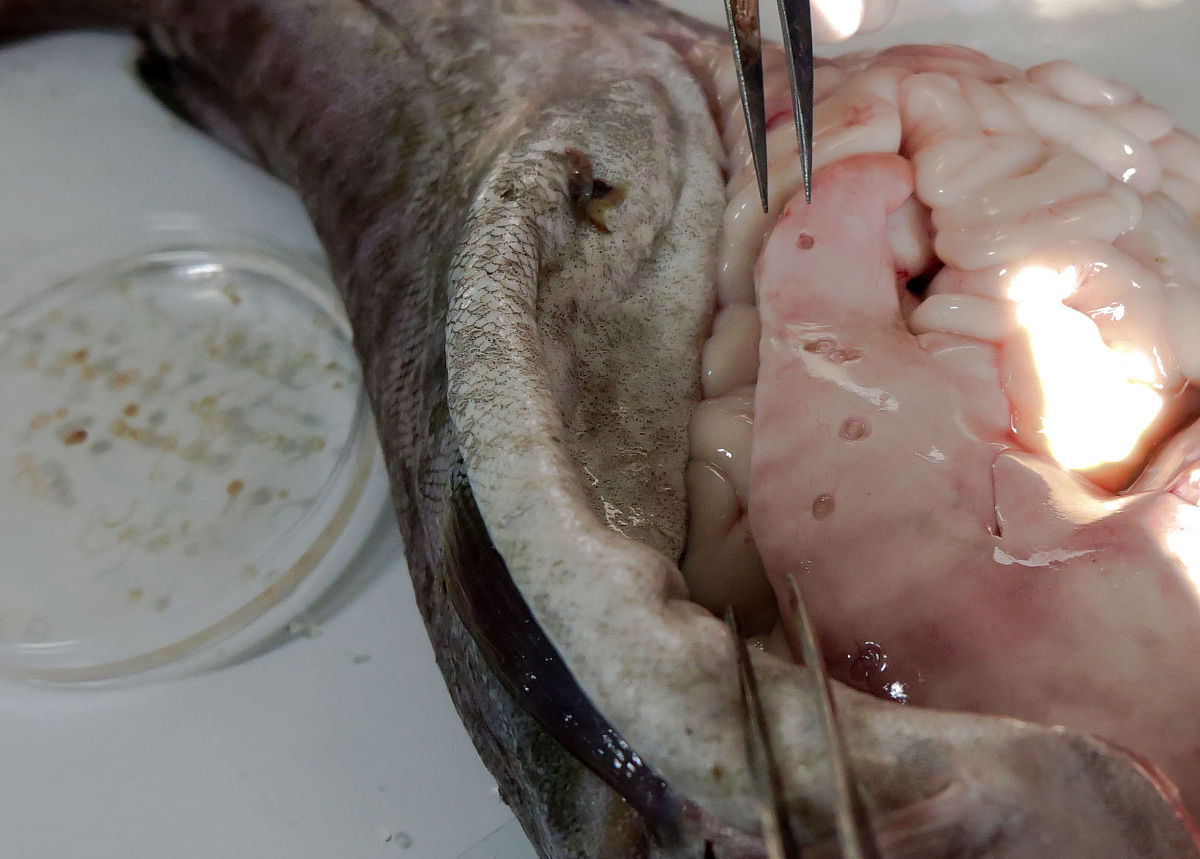 自己家刚杀的猪肉和骨头里面有黄色的虫卵一堆堆的怎么回事帮我用210字详细描述