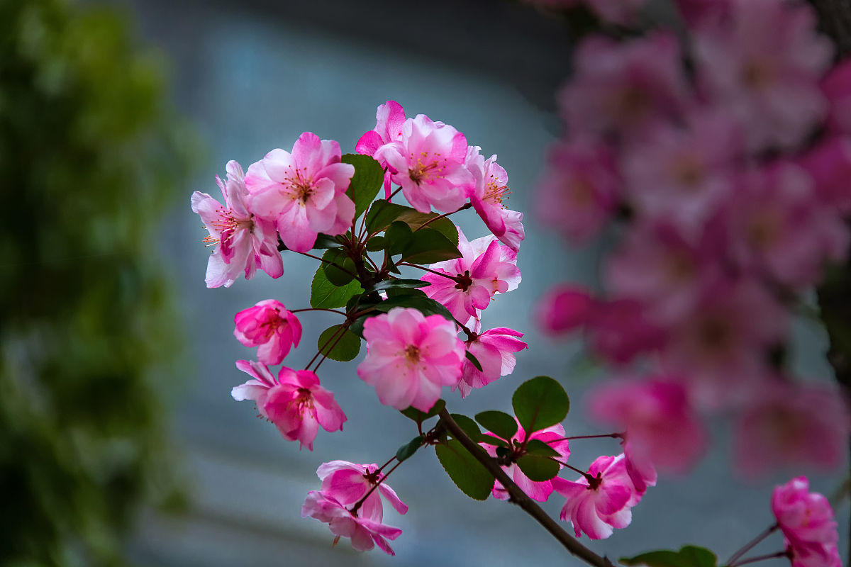 海棠花期：什么时候开花？品种、温度、光照影响分析 - 花卉知识