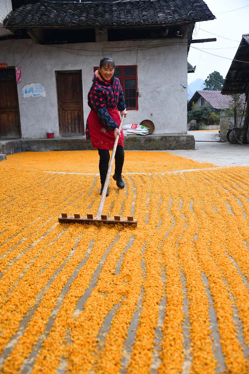 冰雪容九制黄精：传承匠心，品味九华山二十年黄精的珍贵