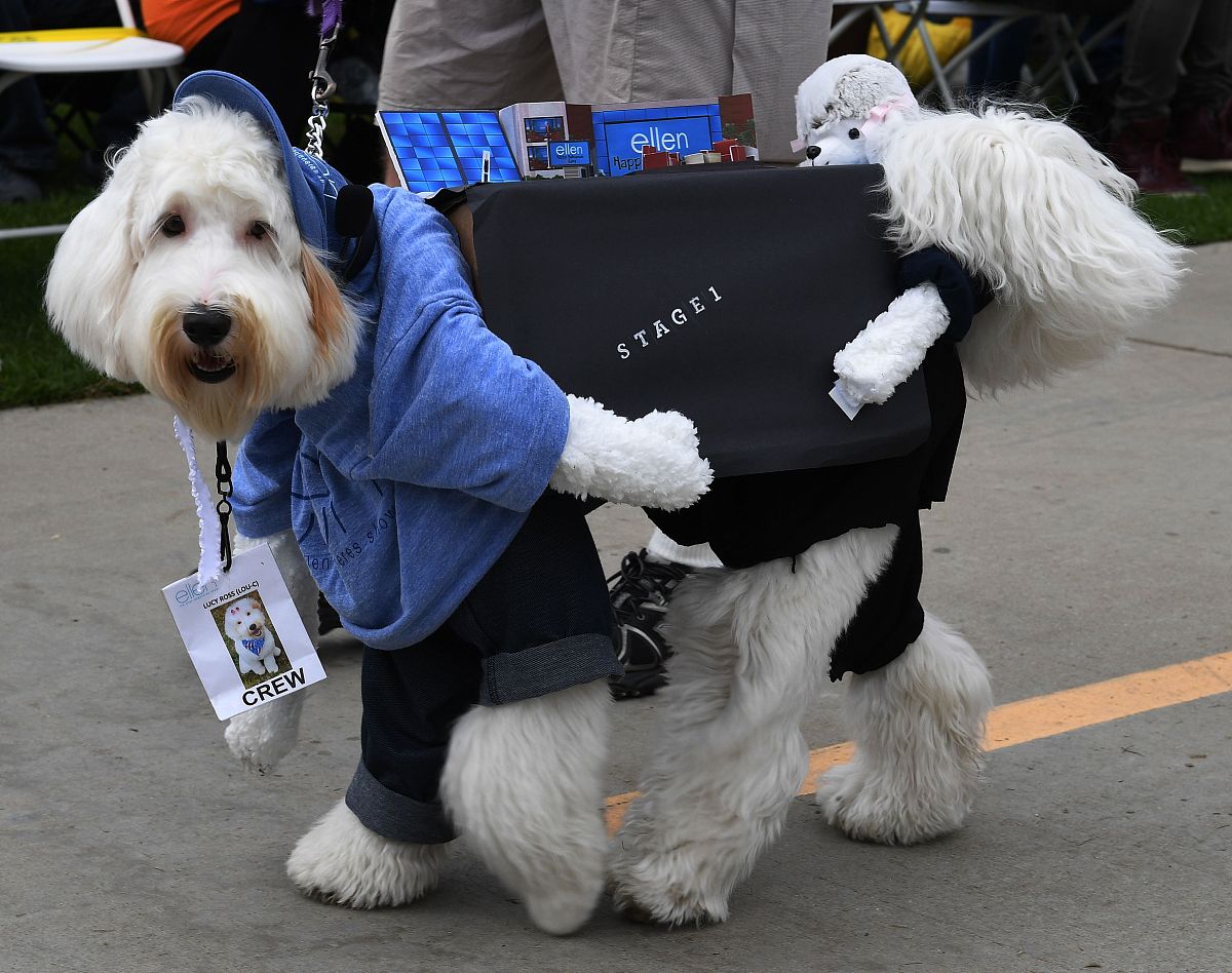 当地时间2016年10月30日,美国加州长滩,当地举行一年一届的haute dog