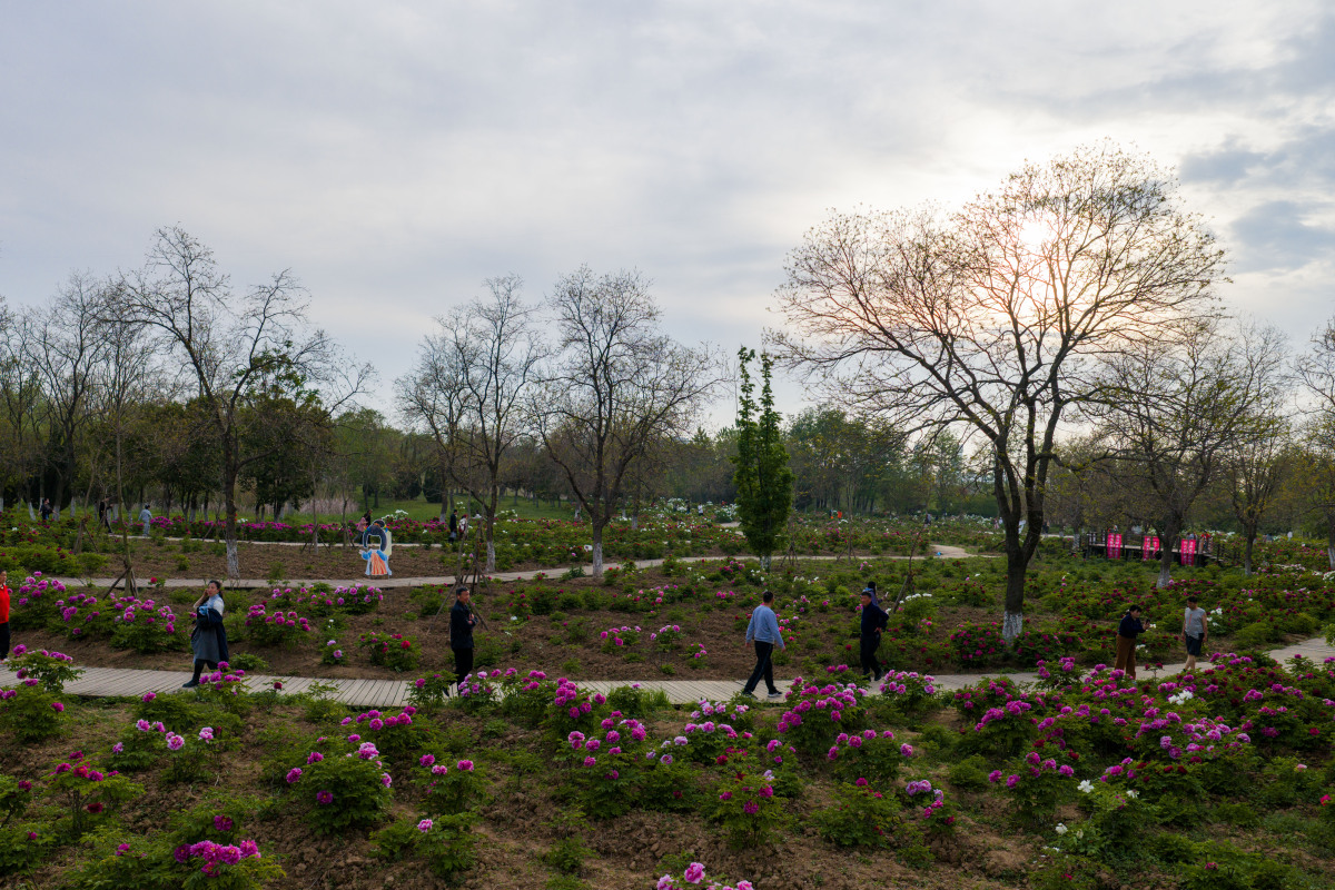 2026年4月11日,安徽淮北,南湖国家城市湿地公园内,数,