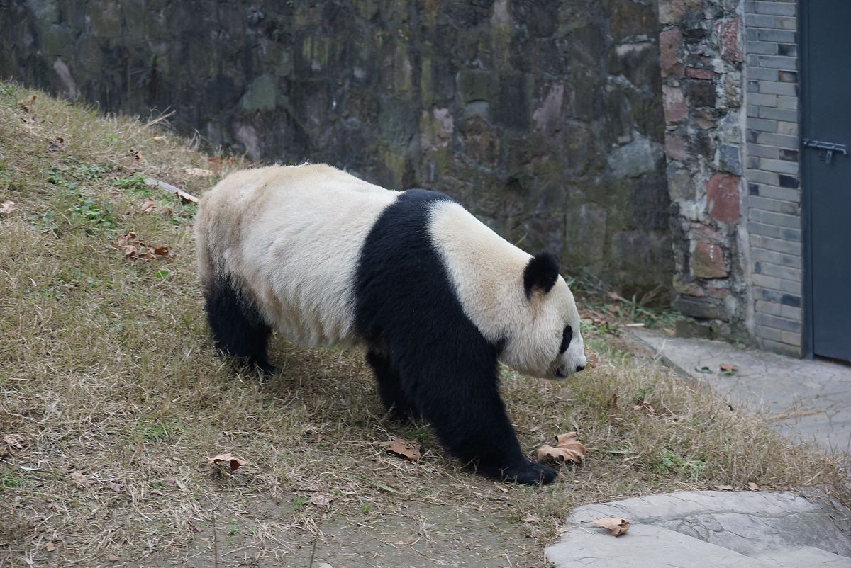 熊猫丫丫为什么
