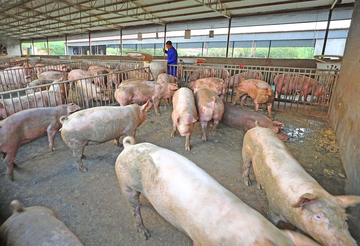 建设市域外生猪养殖基地的意义