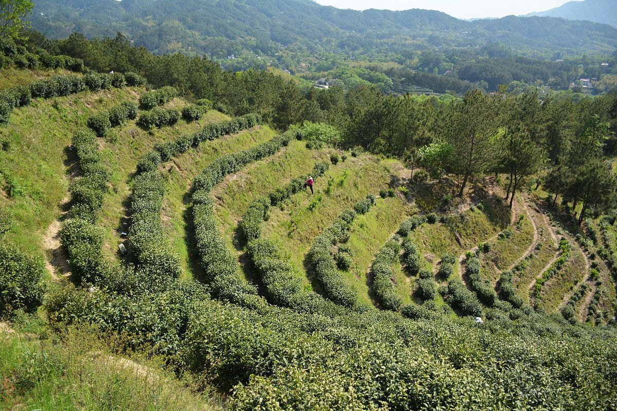 QQ 聊天模拟：如何假装继承茶园并销售茶叶