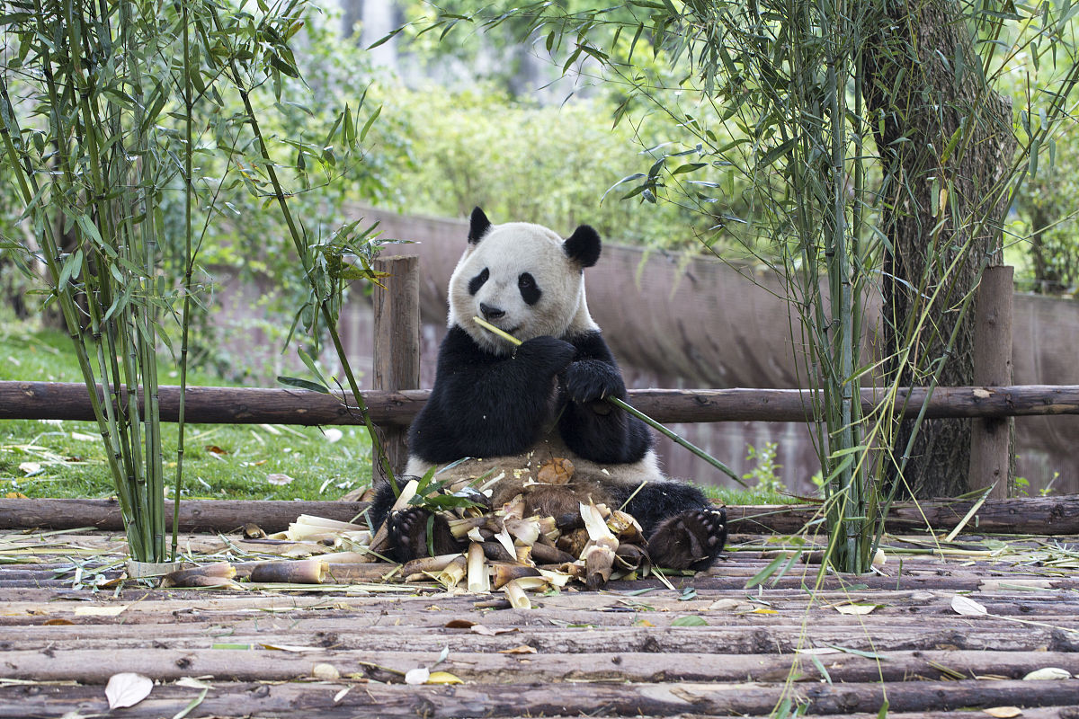 成都校园规模大的职业学校排名