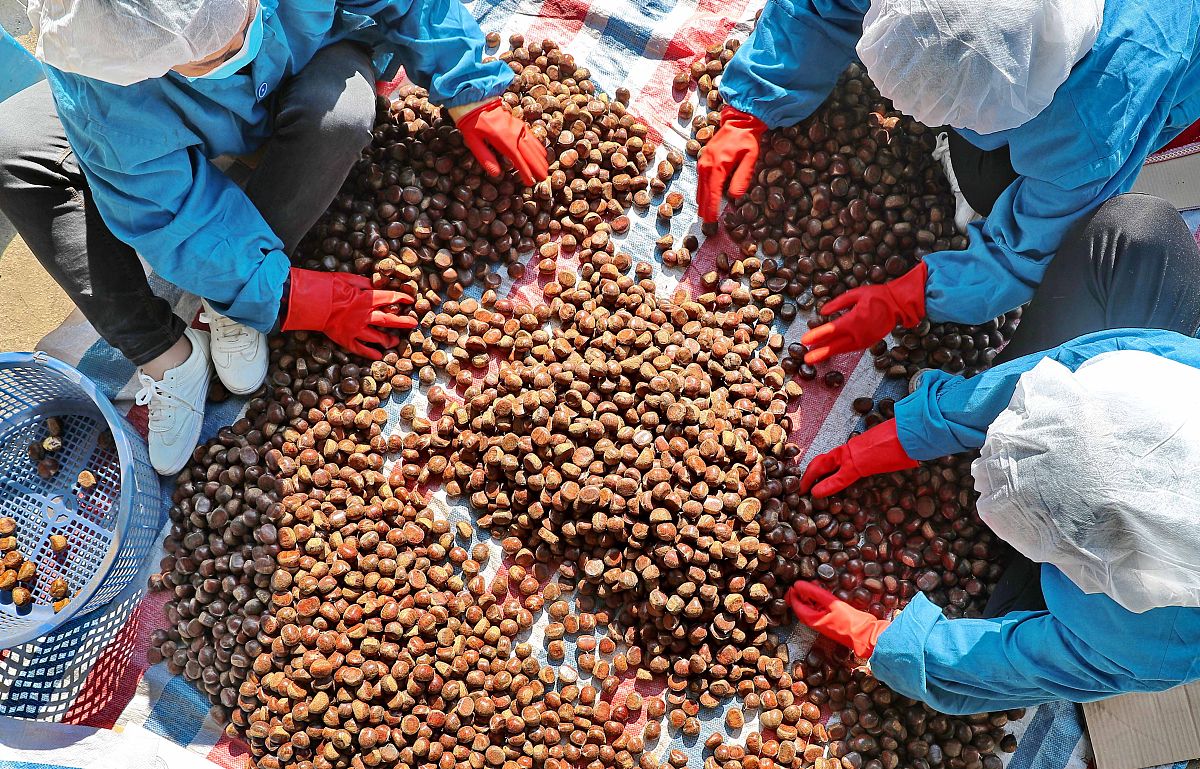 表3 可发展的核桃油新产品产品	 用途冷榨核桃油产品	用于孕婴特种人群核桃油特种食品	如粉末核桃油、核桃油健脑软胶囊等核桃油药物制剂及其保健品	如碘化油、滴耳油等核桃油化妆品	用其制作的洗发水、按摩油等桃粕生产的核桃多肽酒	保健功能良好核桃蛋白酱油	增强肌体免疫力、抗癌、降血压核桃青皮	制作农药、生物肥料核桃壳	优质活性炭核桃花	可加工核桃花