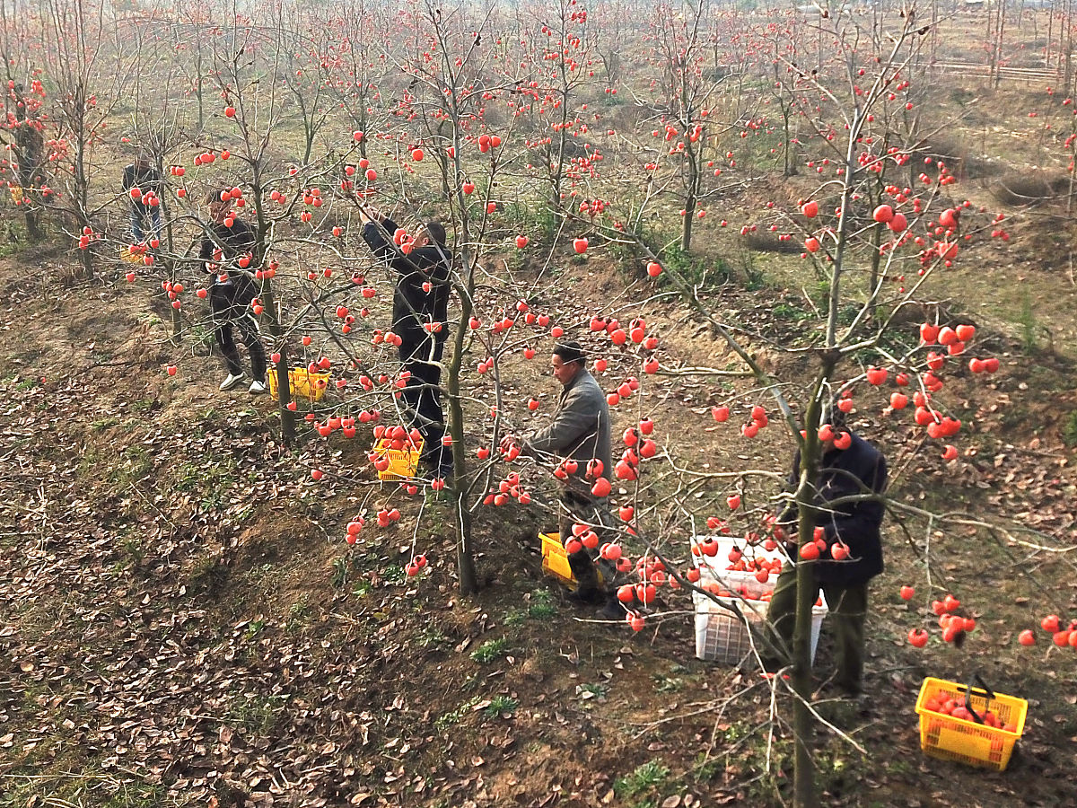 通渭常河职中果树栽培专业怎么样？招生、就业前景分析