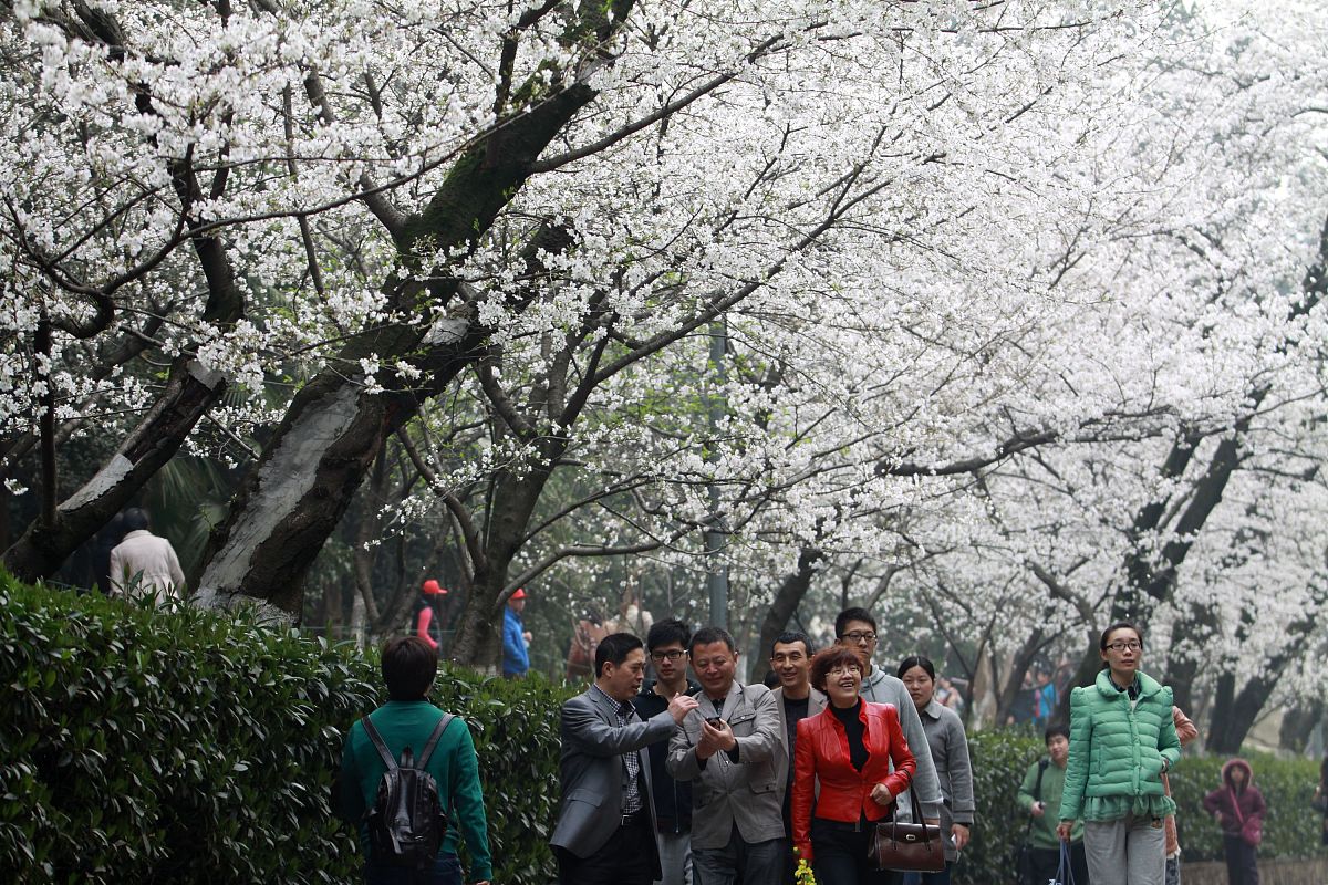 2013年3月13日,武汉大学开始按每人次20元标准向社会游客收取"赏樱门