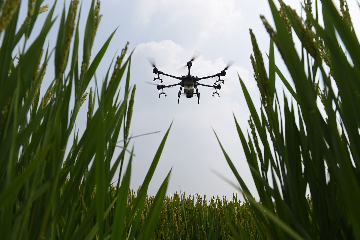 基于无人机搭载多光谱相机预测水稻产量都有哪些方法