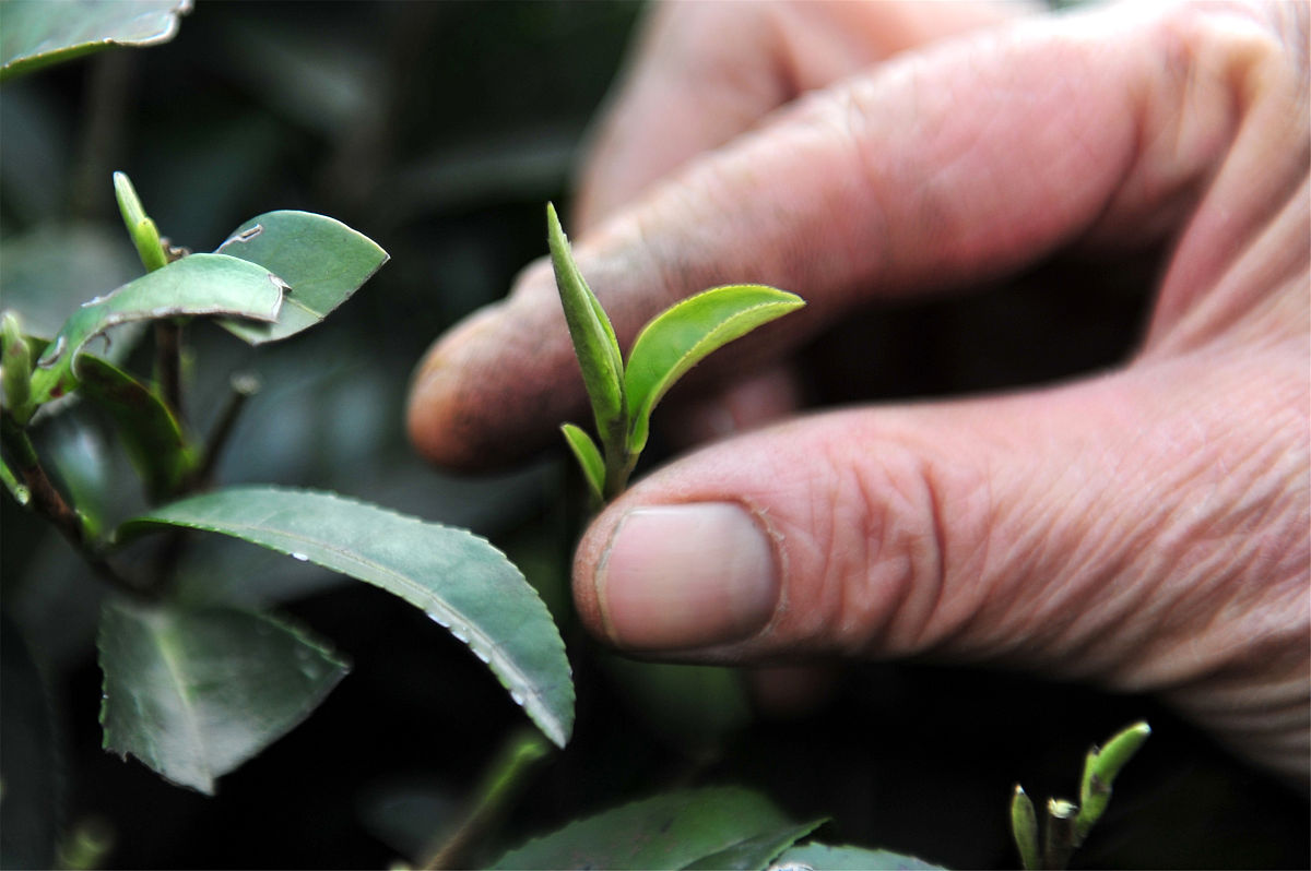 我问的是20年的老茶叶树今年春茶不发芽应重剪还是刀割处理还是用什么办法