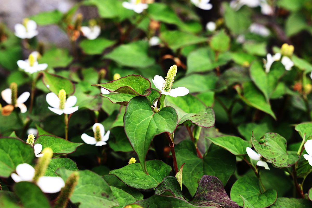 鱼腥草的花可以泡茶吗，